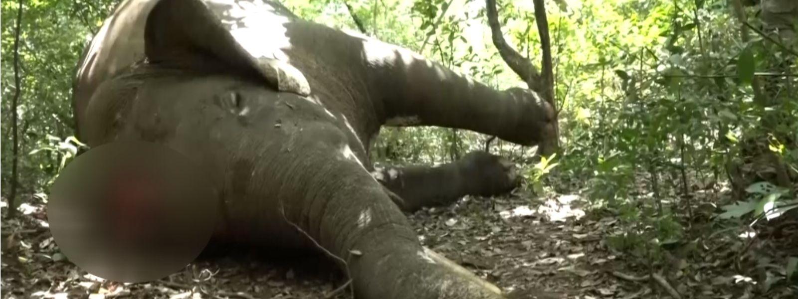 Tusker Found Dead from Gunshot Wounds in Minneriya